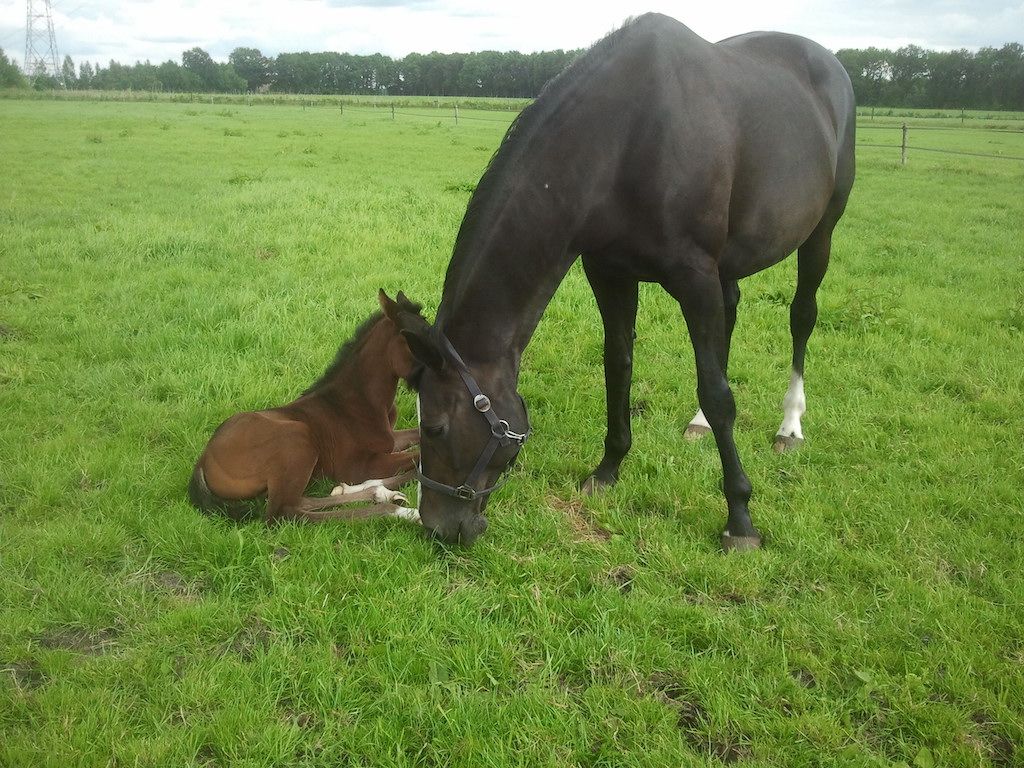 Olivia (v. Jackson) met Imagine (v. Dreamboy)